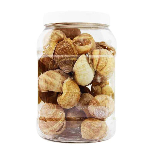 Roger Dutruy XL Escargot Shells